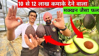 1200रू Kg बिकने वाले एवोकाडो से कमाये लाखों इजराइल तकनीक से🥑Israel Technique Avocado Fruit Farming