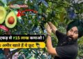 भारत में पहली बार ₹1200 किलो बिकने वाला फल हुआ पैदा 😱 First Time Hass Avocado Farming Results India