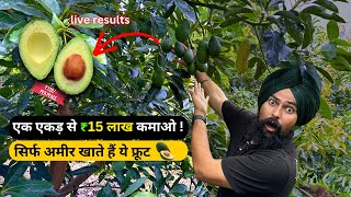 भारत में पहली बार ₹1200 किलो बिकने वाला फल हुआ पैदा 😱 First Time Hass Avocado Farming Results India